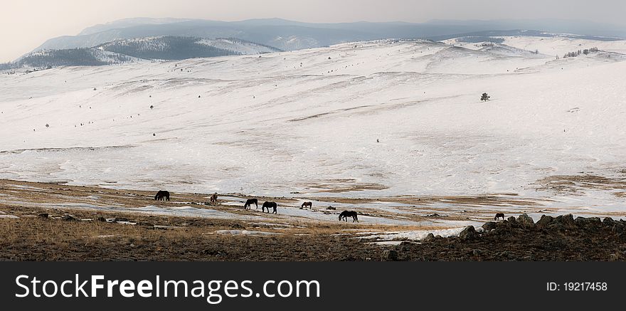 A herd of horses . Baikal, Olkhon