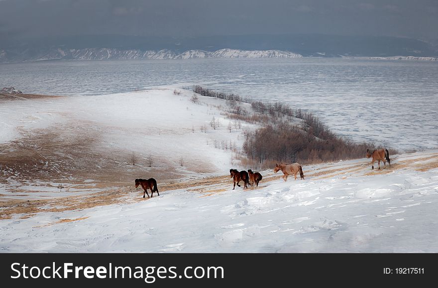 A herd of horses . Baikal, Olkhon