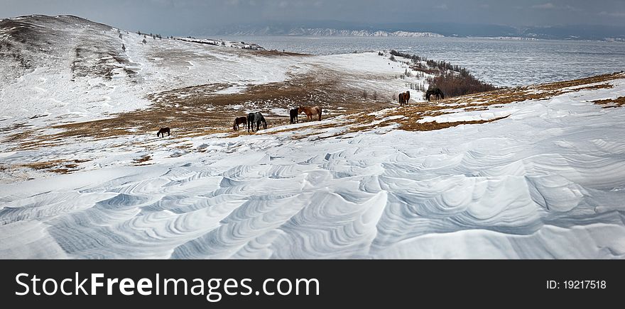 A herd of horses . Lake Baikal,Olkhon