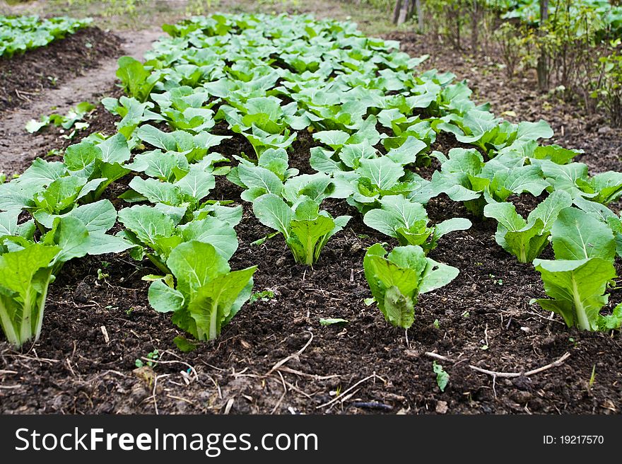 Green leafy vegetables