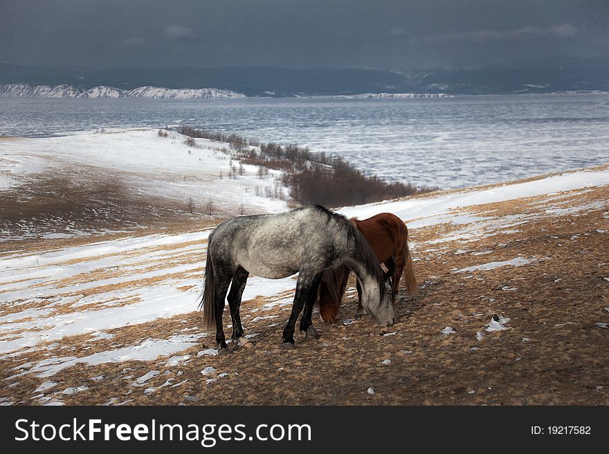 Wild horse  . Lake Baikal,Olkhon