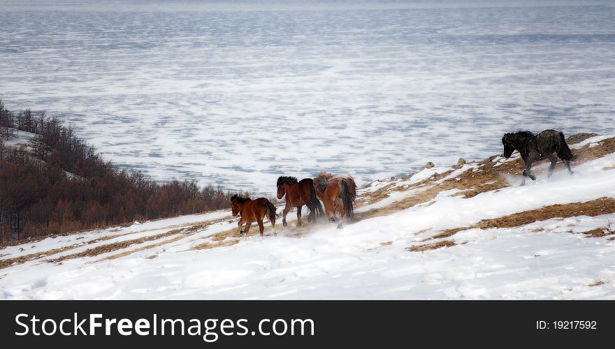 Wild horse  . Lake Baikal,Olkhon