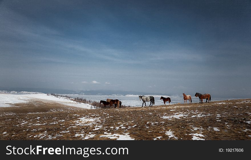 Wild horse . Lake Baikal,Olkhon