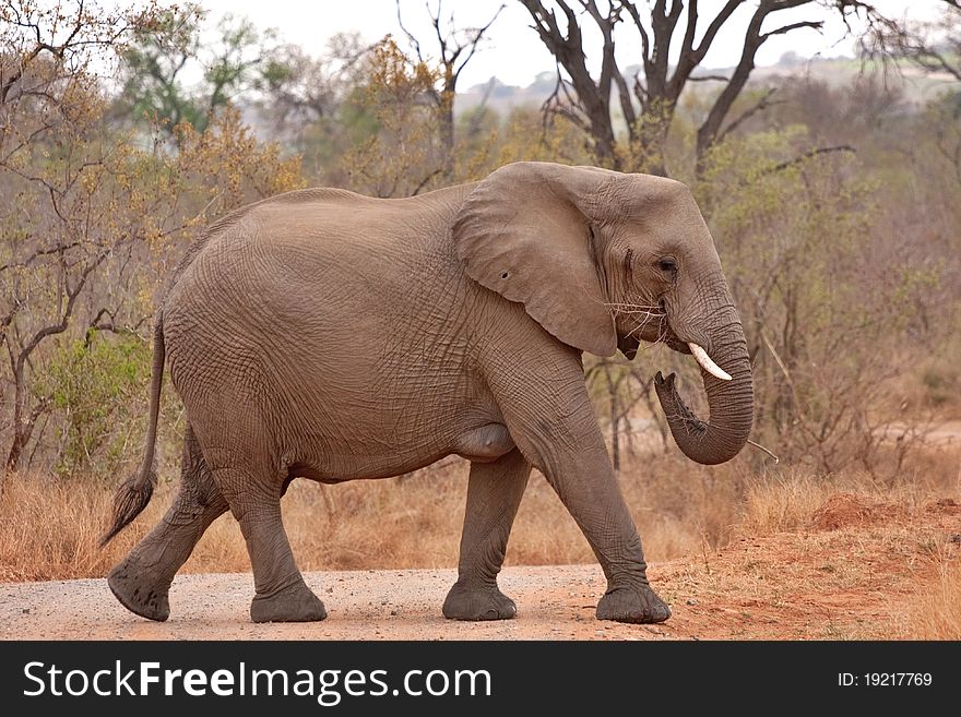 African elephant in Kruger National Park, South Africa