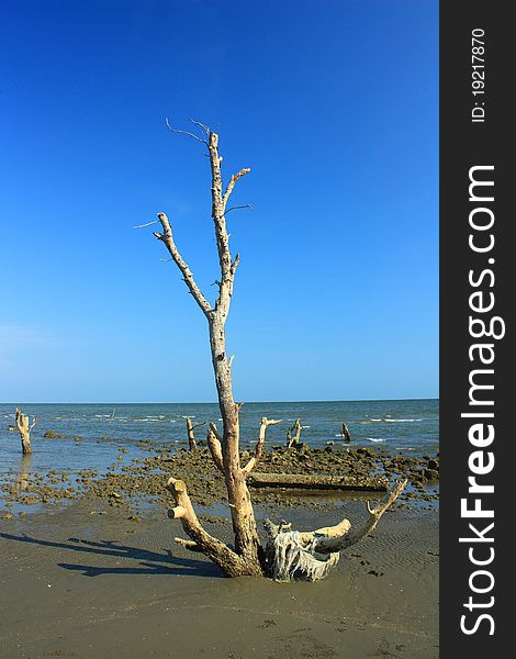 Dry out mangrove on beach