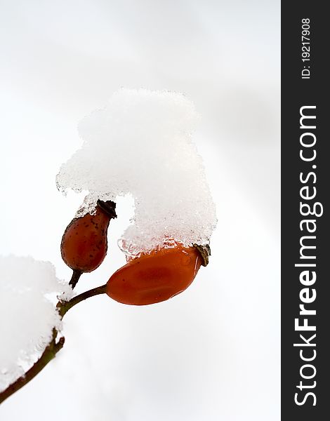 Fruits of Rosa canina in winter are covered by snow. Fruits of Rosa canina in winter are covered by snow.