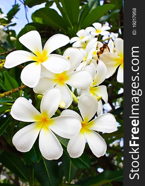 Plumeria the flower of white. Plumeria the flower of white