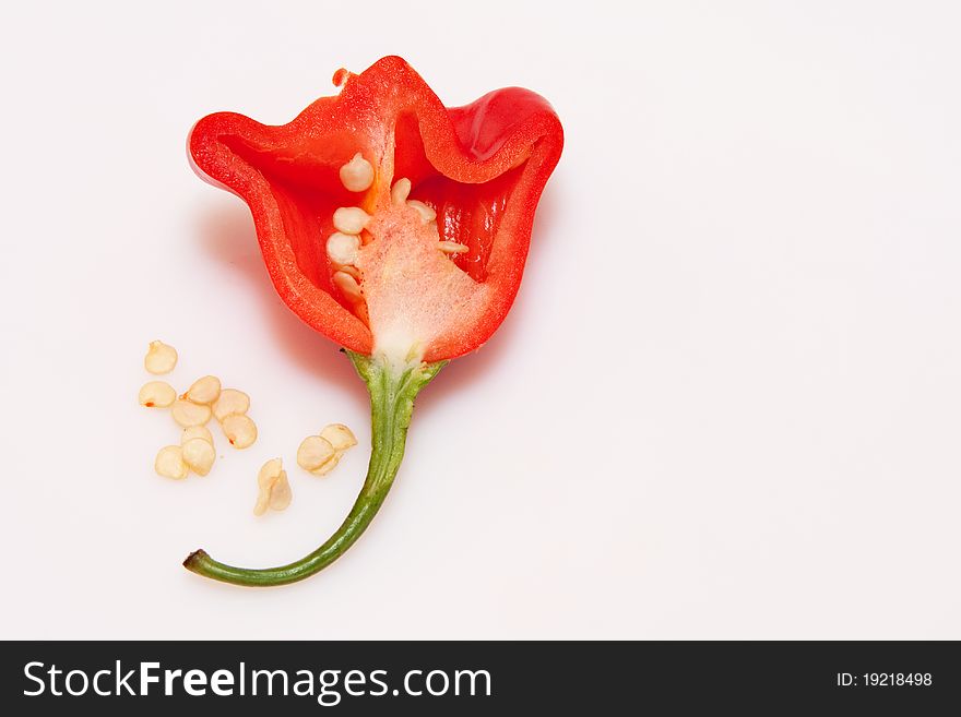 Single one flower shaped red chili pepper of Baccatum species on white background, cut through to show the seeds. Single one flower shaped red chili pepper of Baccatum species on white background, cut through to show the seeds