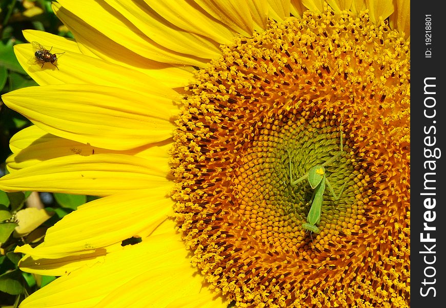 Locusts and flies to be what is on the sunflower. Locusts and flies to be what is on the sunflower.