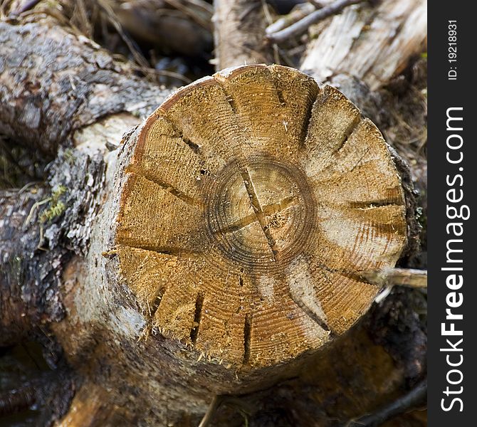 In the frame of a large tree stump - you can see a lot of rings. In the frame of a large tree stump - you can see a lot of rings