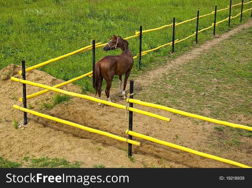 Top view: a bay horse standing behind the fence and stares into the field, where the freedom of. Top view: a bay horse standing behind the fence and stares into the field, where the freedom of