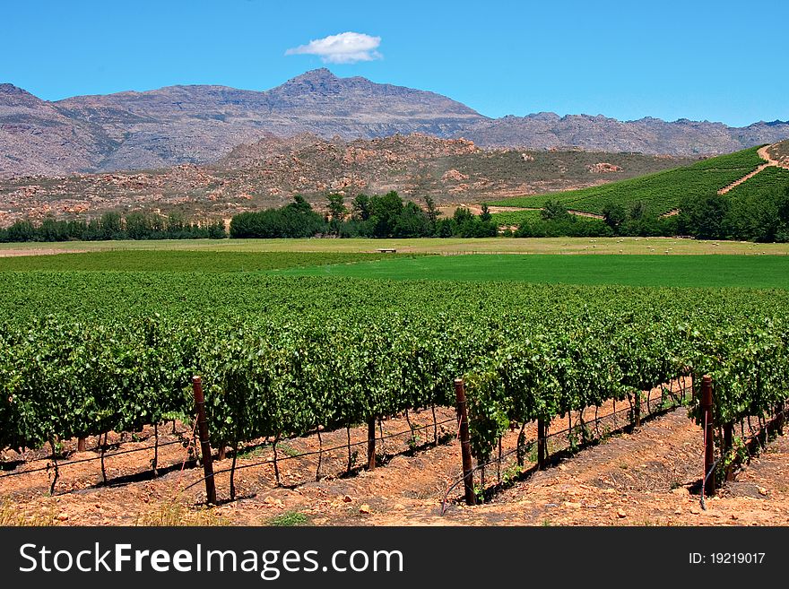 Vineyards in the cederberg mountains of south africa grown to make wine