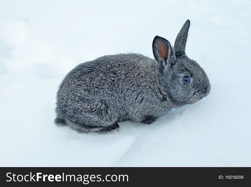 Little gray rabbit on a snow