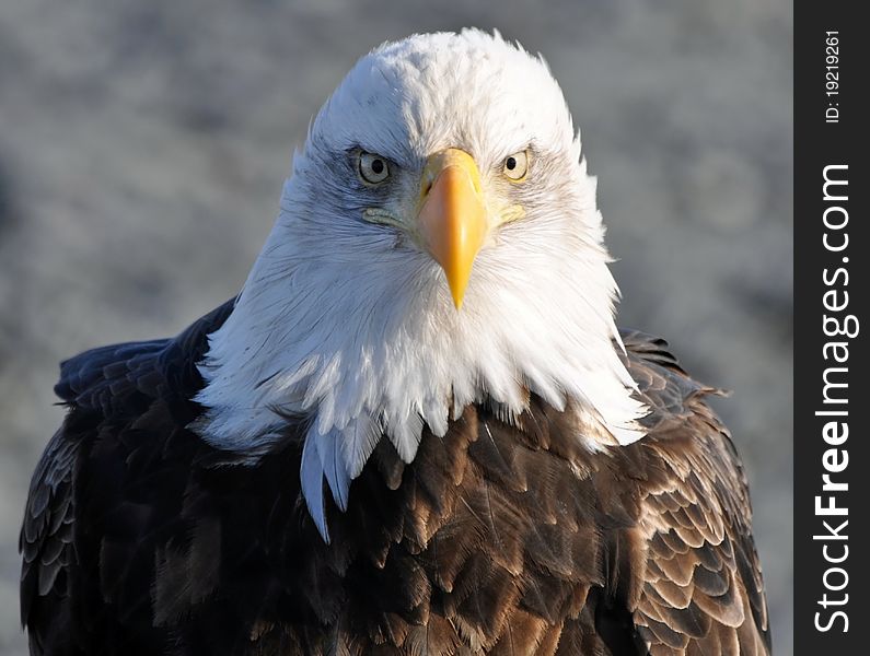 This is a close up of a very clean bald eagle