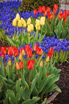 Colorful Tulip Garden Royalty Free Stock Photos Colorful Tulip Garden Royalty Free Stock Photos