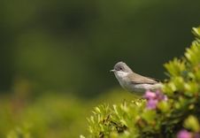 Lesser Whitethroat, Sylvia Curruca Stock Photo Lesser Whitethroat, Sylvia Curruca Stock Photo