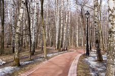 Birch Alley In Spring Park Stock Photo Birch Alley In Spring Park Stock Photo