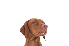 Hungarian Vizsla Dog Close-up Stock Image