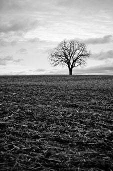 Lone Tree In A Field Royalty Free Stock Photo Lone Tree In A Field Royalty Free Stock Photo