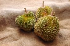 Tropical Durian Fruit Stock Image