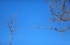 Bare Pine Tree With A Bird Royalty Free Stock Images