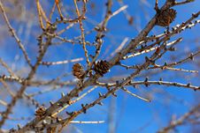 Pine Tree Branch In The Winter Stock Image