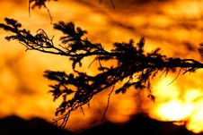 Fir Tree Branch During The Sunset Royalty Free Stock Images Fir Tree Branch During The Sunset Royalty Free Stock Images