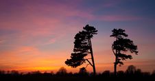 Trees Silhouette Against Amazing Sunset Stock Images Trees Silhouette Against Amazing Sunset Stock Images