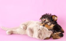 Kitten And Puppy Yorkshire Terrier Royalty Free Stock Image Kitten And Puppy Yorkshire Terrier Royalty Free Stock Image