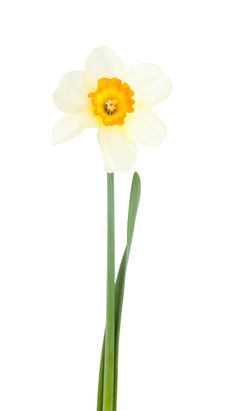 Narcissus. Stock Photo Narcissus. Stock Photo