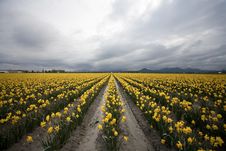 Daffodil Field Stock Photo