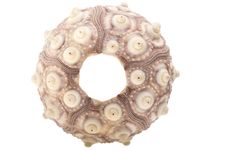 Sea Urchins Royalty Free Stock Photography Sea Urchins Royalty Free Stock Photography
