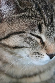 Cat Close-up Stock Photography Cat Close-up Stock Photography
