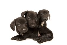 Dachshund Puppies Embracing Stock Photography