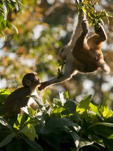 A Macaque Family Showing Affection For Eachother Stock Photo A Macaque Family Showing Affection For Eachother Stock Photo