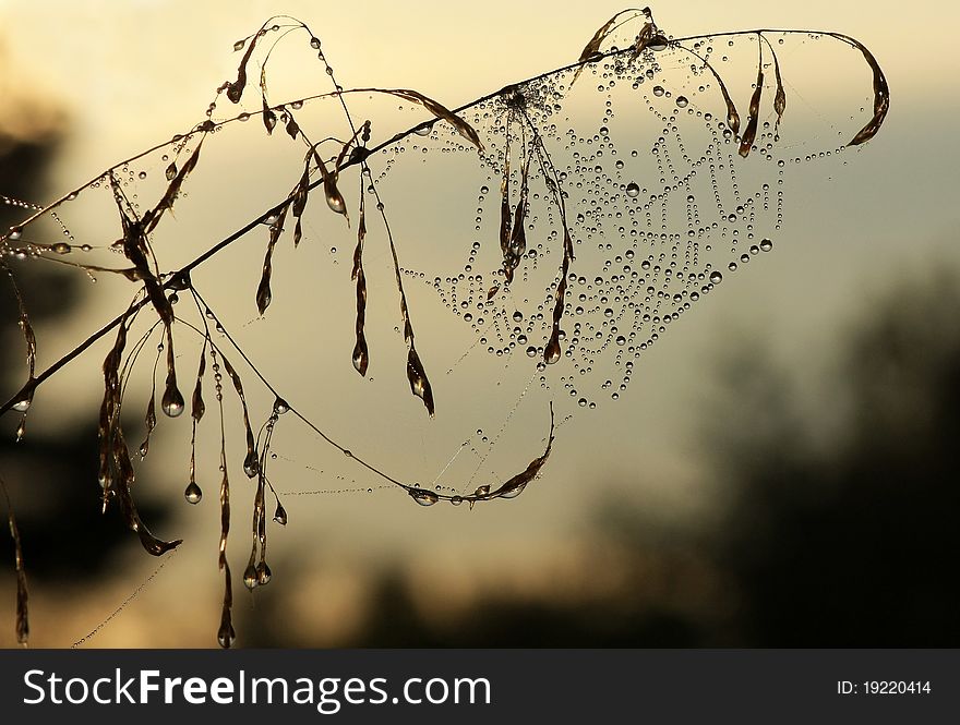 The abstract web in dew