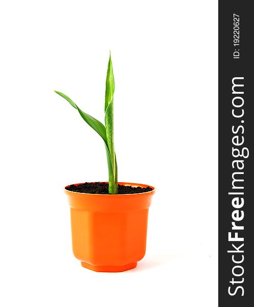 Young green plant in orange pot on white background