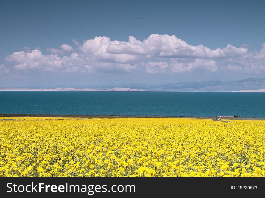 Flower field ghai lake in summer time. Flower field ghai lake in summer time