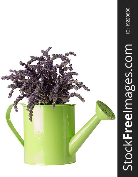 Purple lavender flower in a green watering can isolated on a white background.