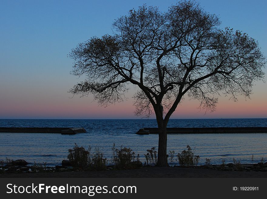 A silhouette of a tree is formed by the setting sun over Toronto's Lake Ontario on Lake shore Ave. A silhouette of a tree is formed by the setting sun over Toronto's Lake Ontario on Lake shore Ave