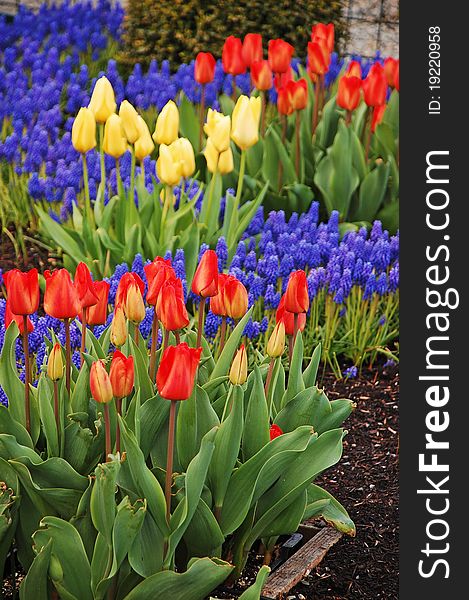 Colorful tulip garden in early spring