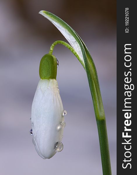 Flower Snowdrop - Galanthus Nivalis