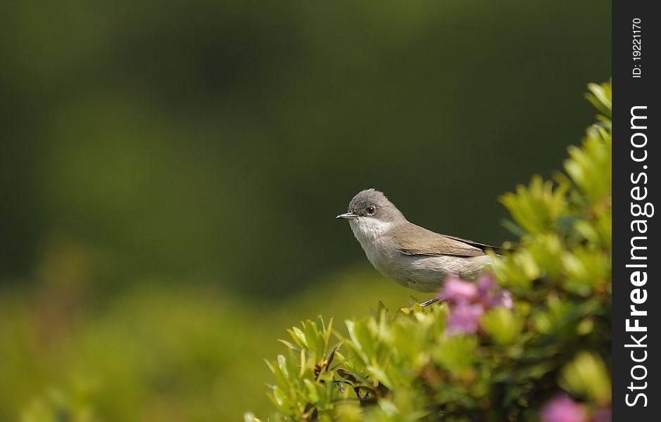 A lesser whitethroat on a bush. A lesser whitethroat on a bush