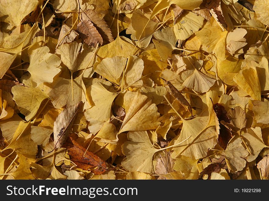 Bright yellow ginkgo tree leaves on ground in autumn