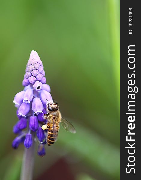 Grape Hyacinth with Bee in a flower exhibition