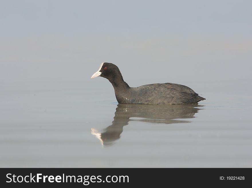 Coot on the lake (fulica atra). Coot on the lake (fulica atra)