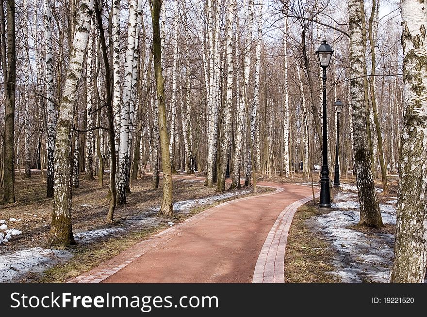 Birch alley in spring park