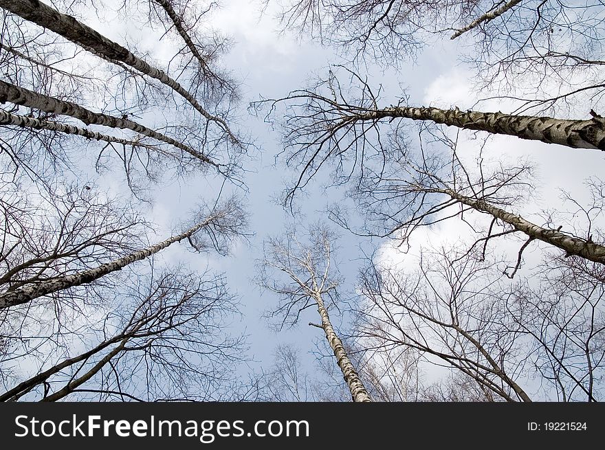 Spring birch grove on blue sky