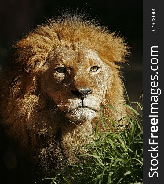 Portrait of male lion in late afternoon sun. Portrait of male lion in late afternoon sun.