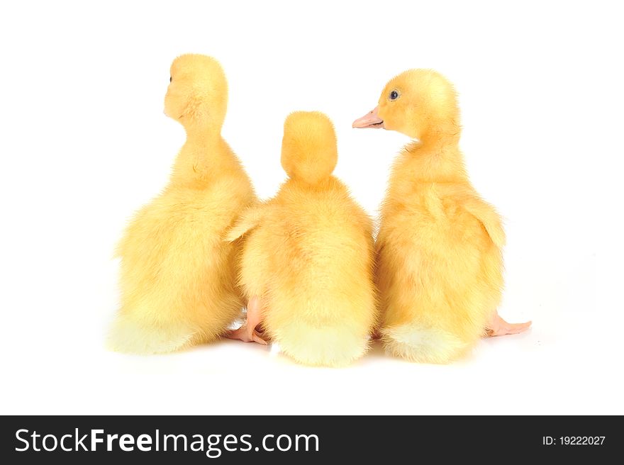 Three little yellow fluffy ducklings  isolated. Three little yellow fluffy ducklings  isolated